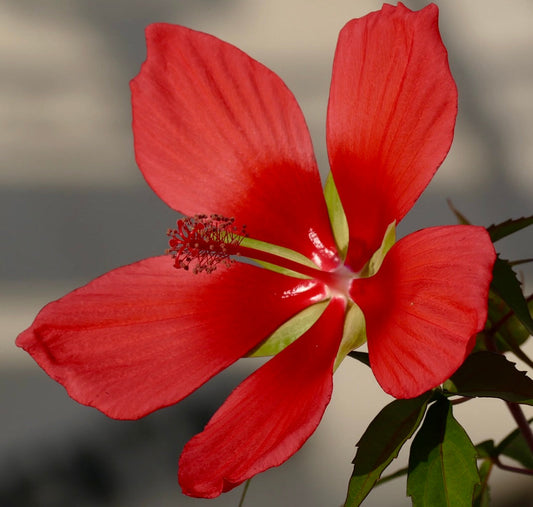 Hibiscus coccineus cv RED TEXAS vibrant scarlet flower with delicate stamens and green leaves
