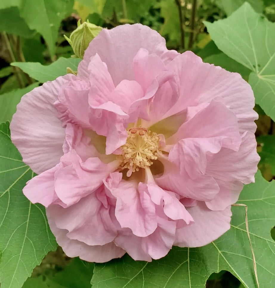 Hibiscus mutabilis large soft pink double flower with green lobed leaves close-up