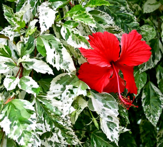 Hibiscus rosa sinensis "cooperi alba VARIEGATO BIANCO"