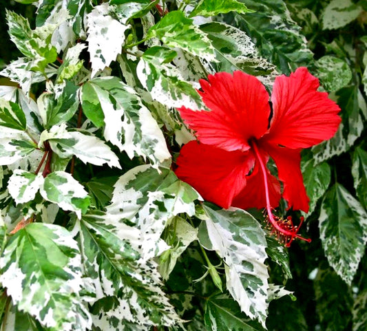 Hibiscus rosa sinensis 'cooperi alba WHITE VARIEGATED' variegated leaves with vibrant red hibiscus flower