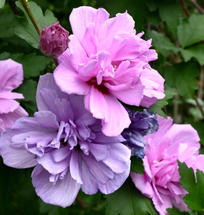 Hibiscus syriacus cv ARDENS fiori doppi rosa e lavanda con fogliame verde