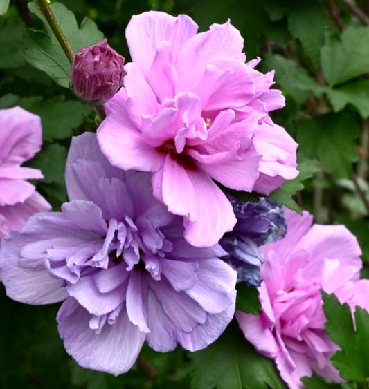 Hibiscus syriacus cv ARDENS | Rose of Sharon | Shrub Althea