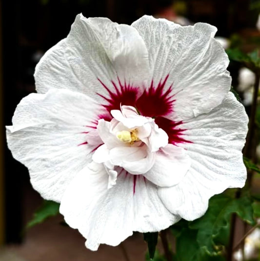 Hibiscus syriacus cv HAMABO | Rose of Sharon | Shrub Althea