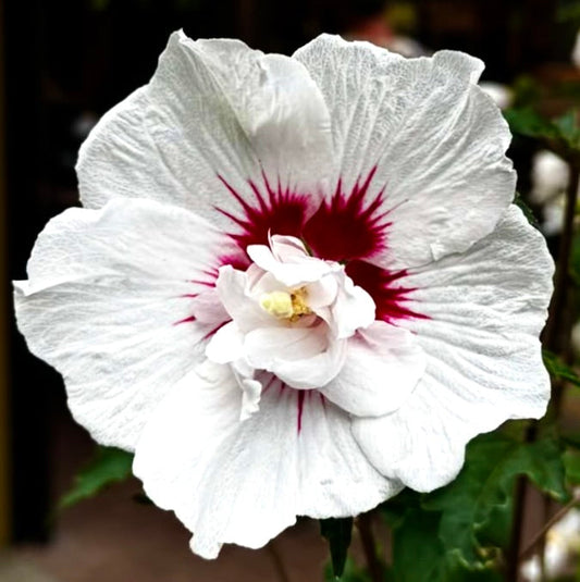 Hibiscus syriacus cv HAMABO grande fiore bianco con centro rosso intenso e petali sfrangiati