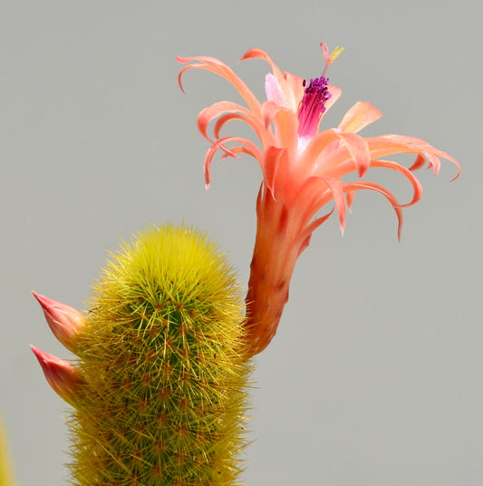 Hildewintera aureispina cactus with yellow spines and vibrant pink-orange flower bloom