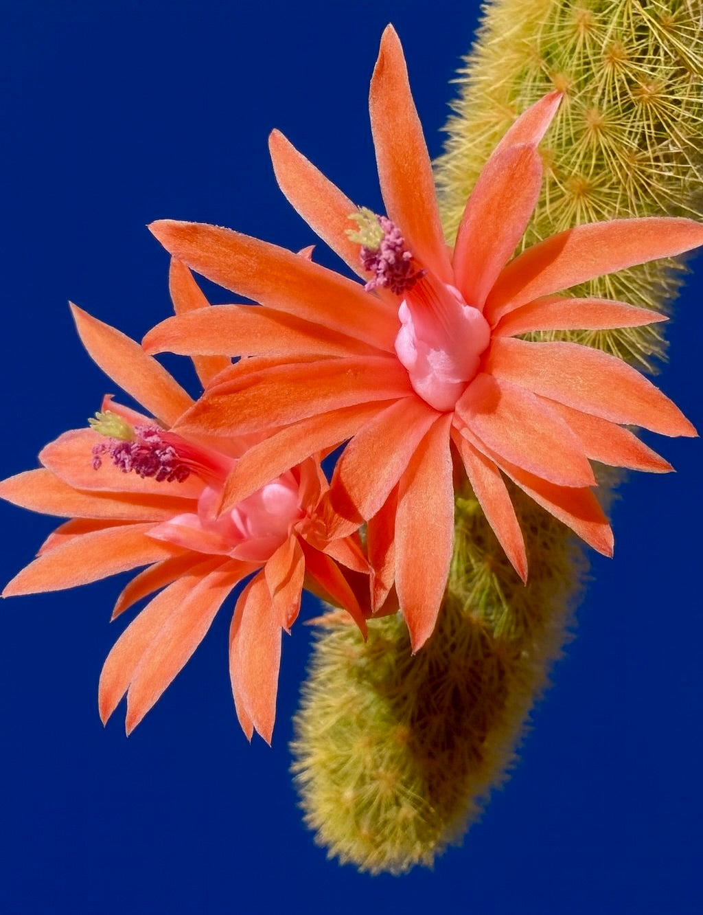 Fiori di cactus arancione acceso di Hildewinteria aureispina con stelo verde peloso contro un cielo azzurro