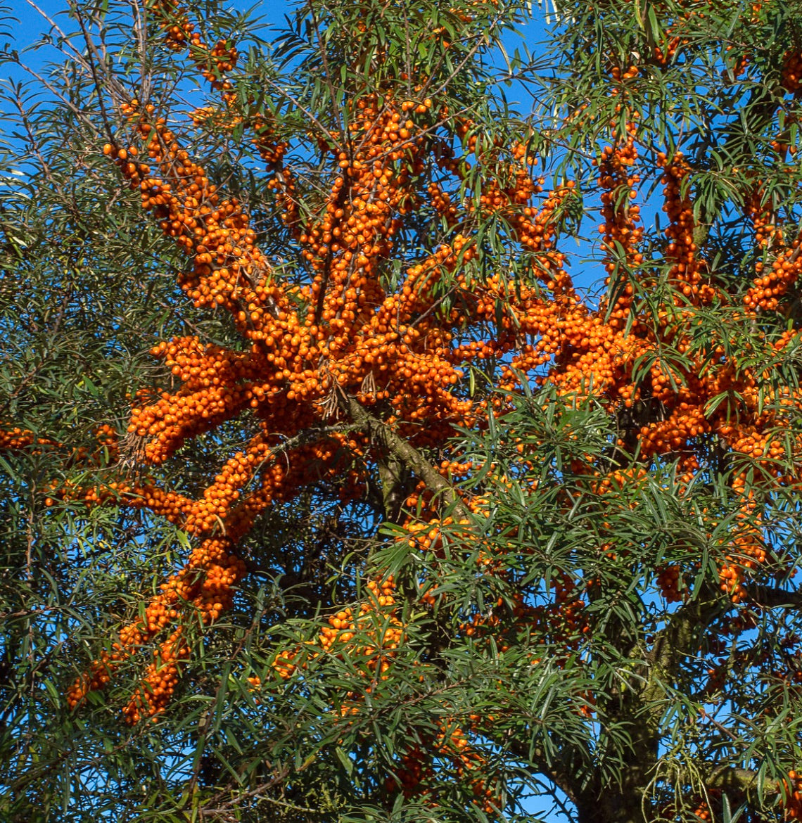 Hippophae rhamnoides dense cluster di bacche arancioni vivaci con foglie strette verdi