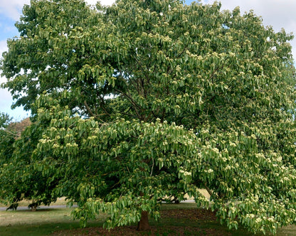 Hovenia dulcis | Japanese raisin tree | Oriental raisin tree