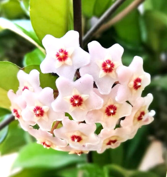 Hoya carnosa cluster of star-shaped pink and red fuzzy flowers with green leaves
