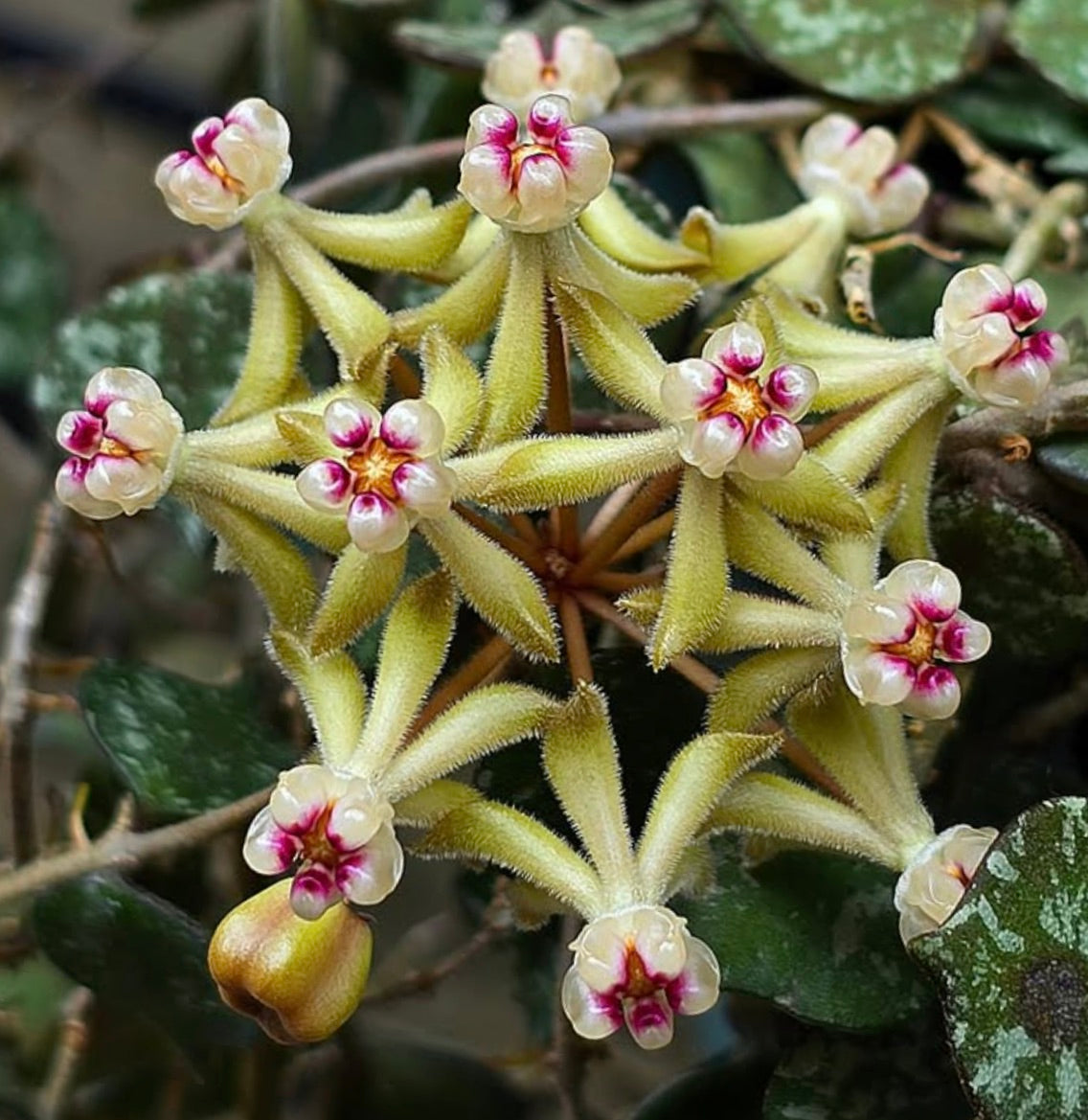 Hoya curtisii fuzzy star-shaped flowers with pink and white translucent petals and variegated leaves