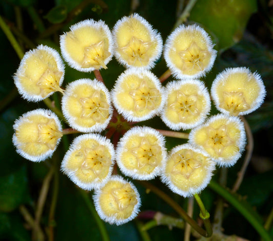 Hoya imbricata cluster of fuzzy yellow star-shaped flowers with white fringed edges
