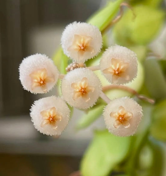 Hoya krohniana cluster of fuzzy white flowers with peach star-shaped centers close-up