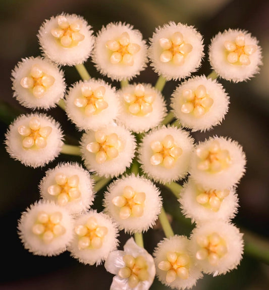 Fiori delicati e soffici a forma di stella bianca di Hoya lacunosa, dettaglio ravvicinato