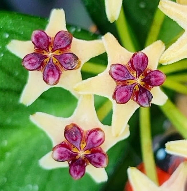 Fiori crema a forma di stella e viola di Hoya polyneura con fogliame verde in primo piano