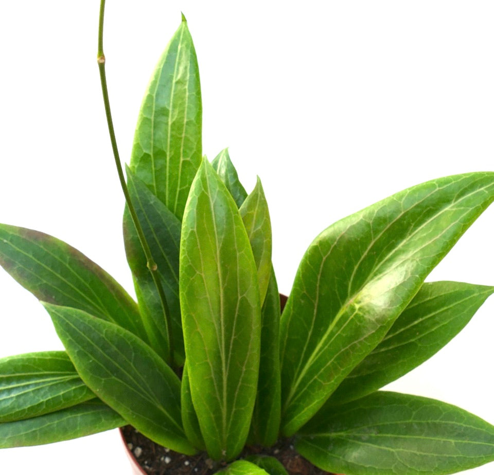 Foglie verde rigogliose di Hoya soligamiana con vene prominenti in una pianta in vaso