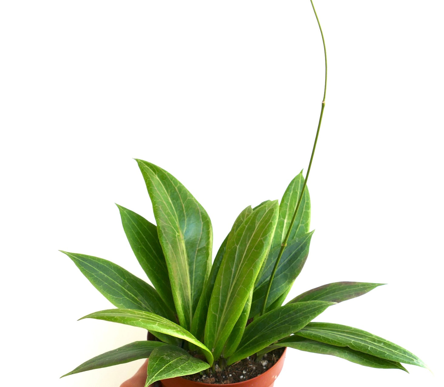 Hoya soligamiana con foglie verdi allungate e un esile ramo fiorito in vaso