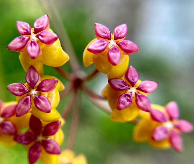 Primo piano di fiori a forma di stella dai colori vivaci giallo e rosa di Hoya soligamiana in fiore