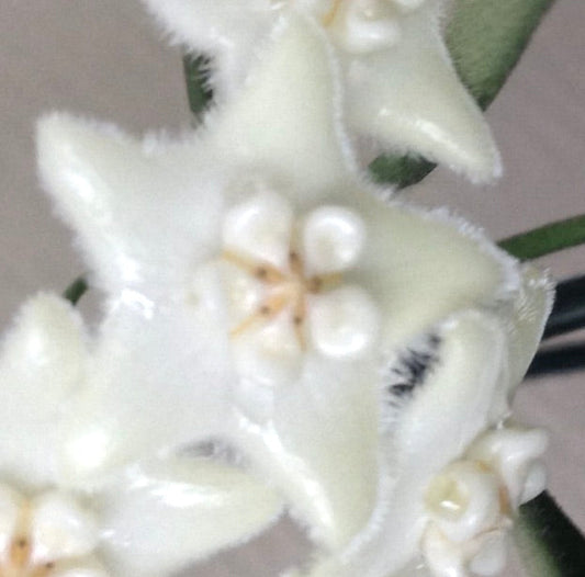 Primo piano di fiori bianchi pelosi a forma di stella di Hoya stoneana con centri cremosi