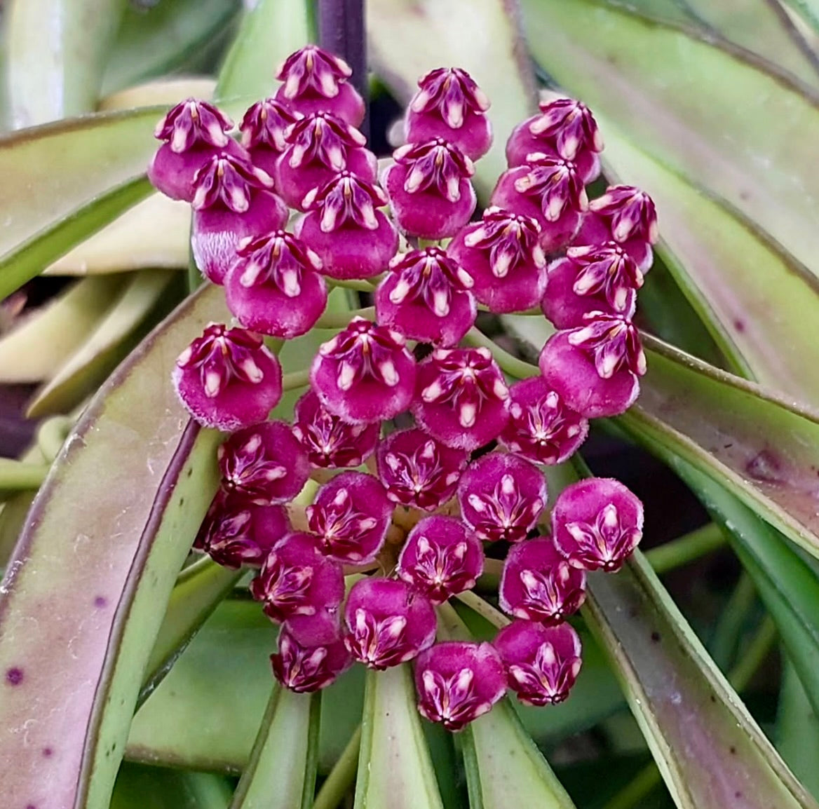 Cluster di fiori cerosi viola vibrante di Hoya wayetii con foglie verdi allungate