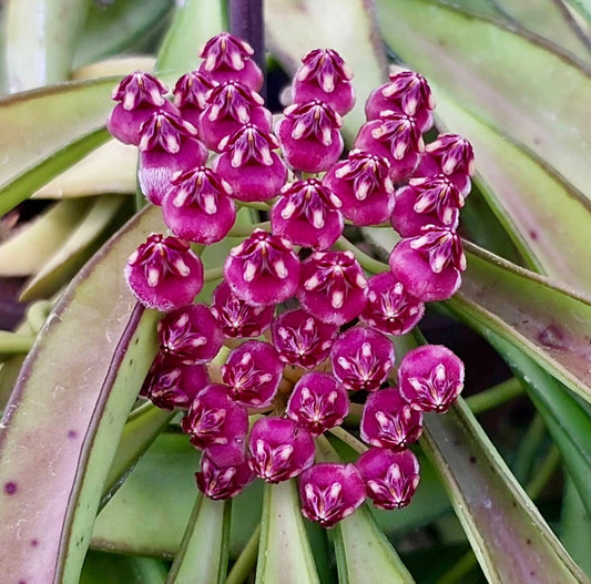Cluster di fiori cerosi viola vibrante di Hoya wayetii con foglie verdi allungate