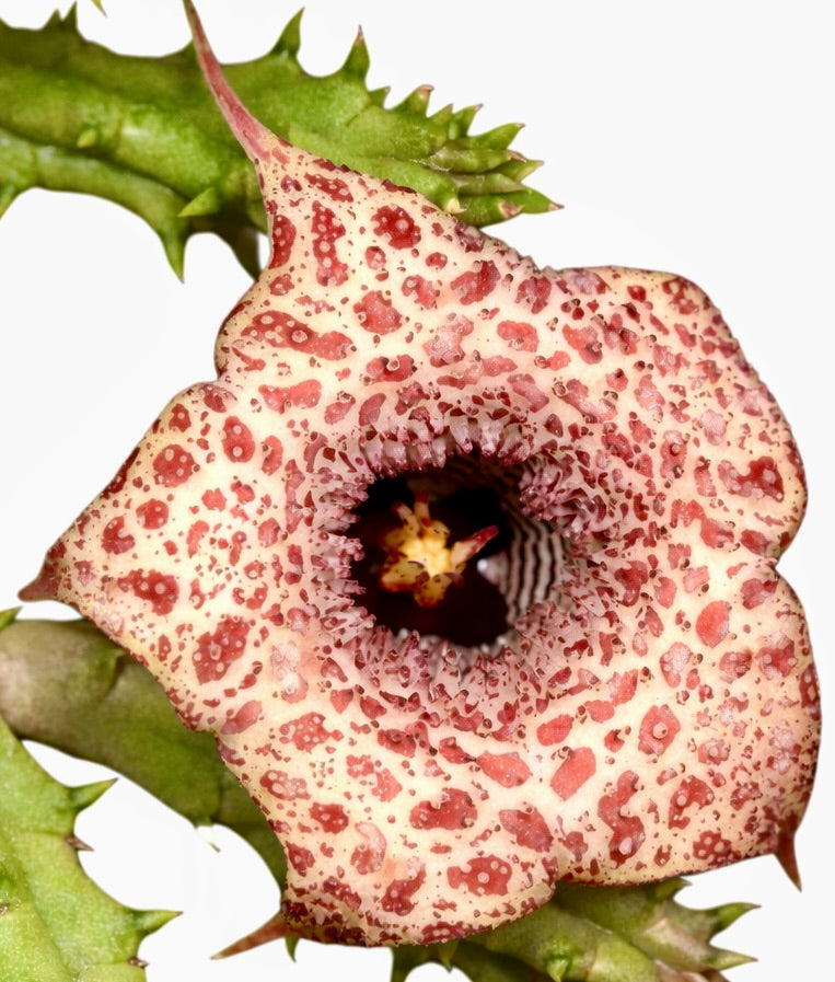 Huernia hislopii rare succulent flower with spotted cream and red pattern and spiny green stems