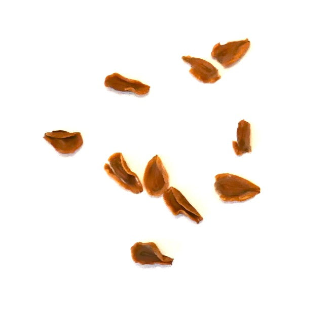 Huernia kirkii succulent seeds scattered on white background