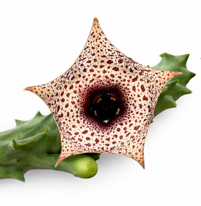 Huernia kirkii succulent star-shaped flower with cream and dark red spotted petals
