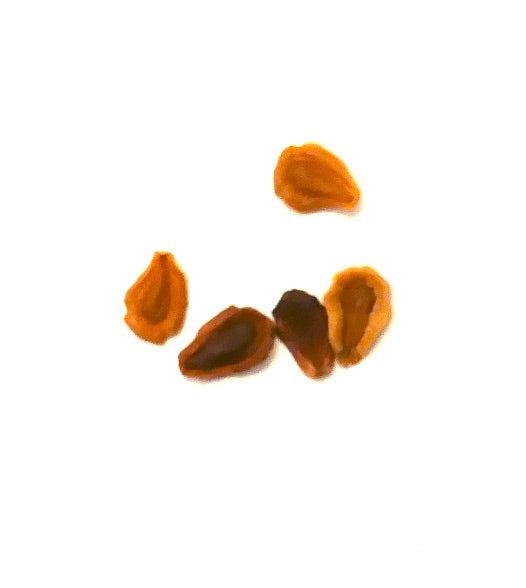 Huernia thuretii succulent plant seeds close-up on white background
