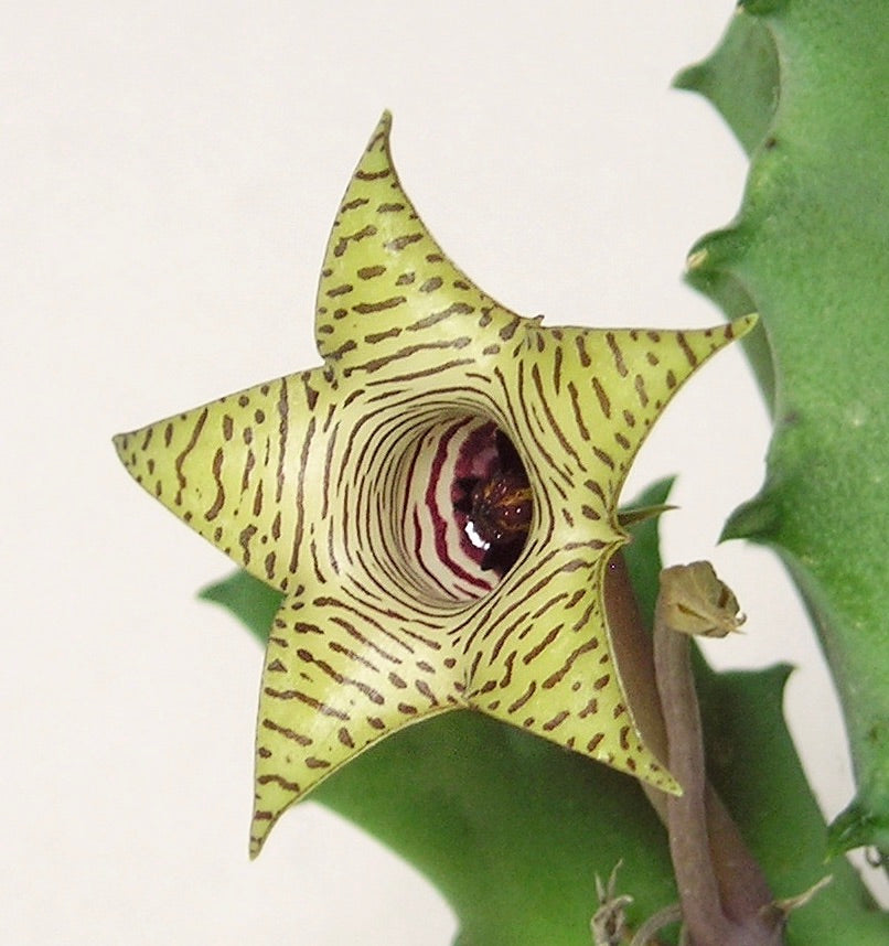 Huernia thuretii succulent star-shaped flower with striped green and brown pattern