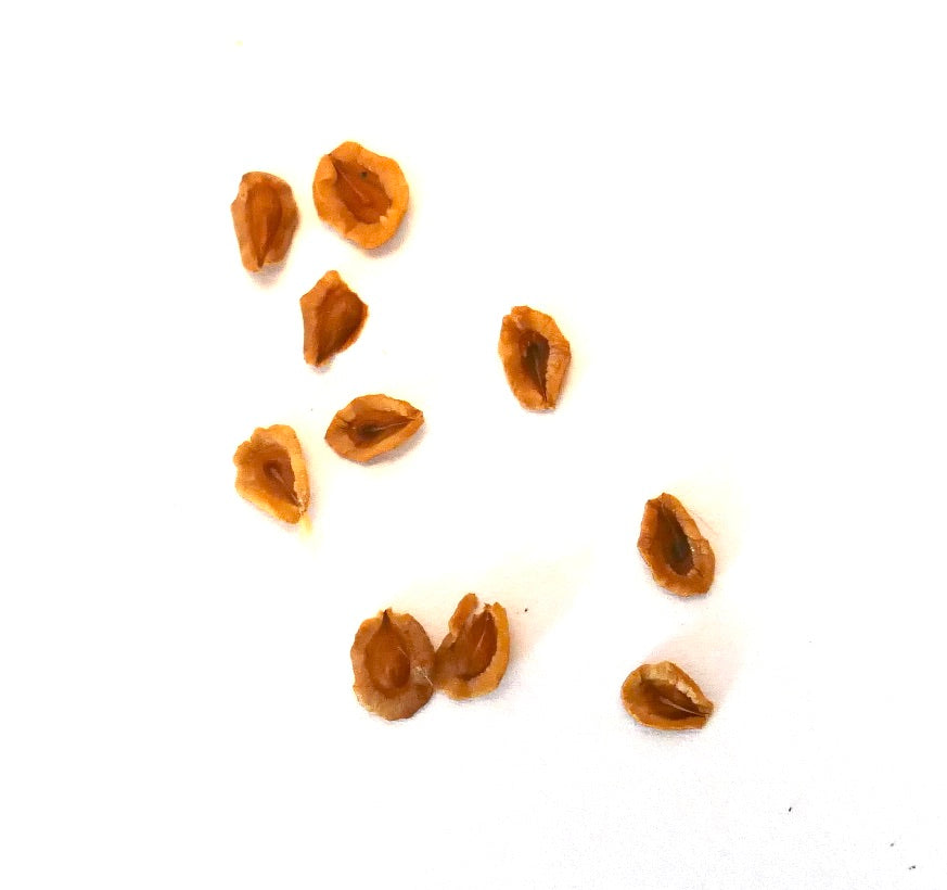 Huernia whitesloanea succulent plant seeds scattered on white background