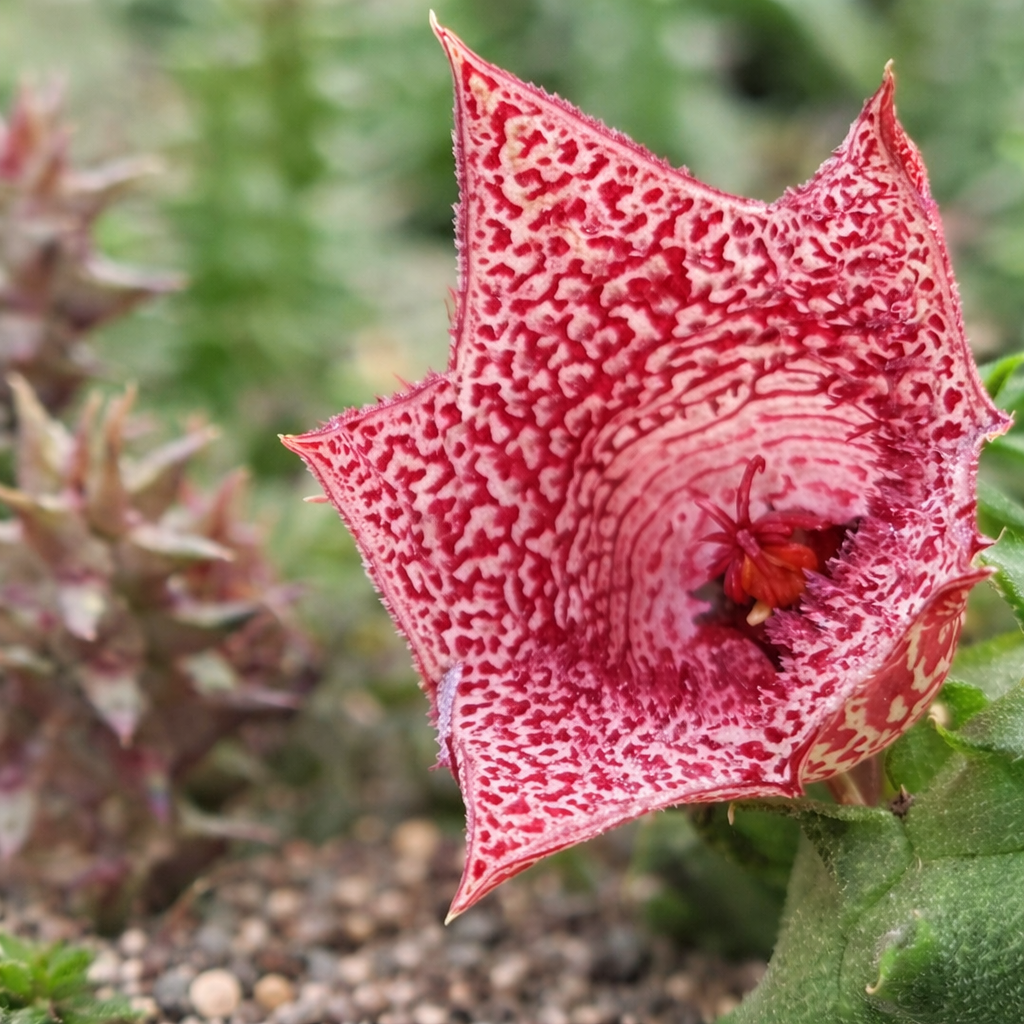 Huernia whitesloanea succulent with star-shaped speckled pink and red flower bloom