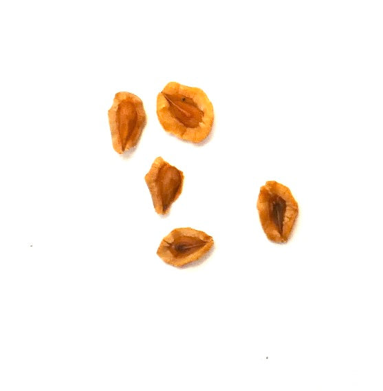 Huernia whitesloanea succulent plant seeds isolated on white background