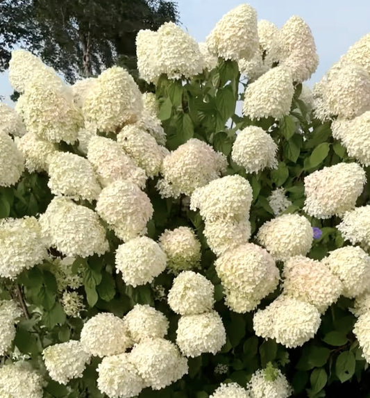 Hydrangea paniculata large creamy white panicle flower clusters with green foliage