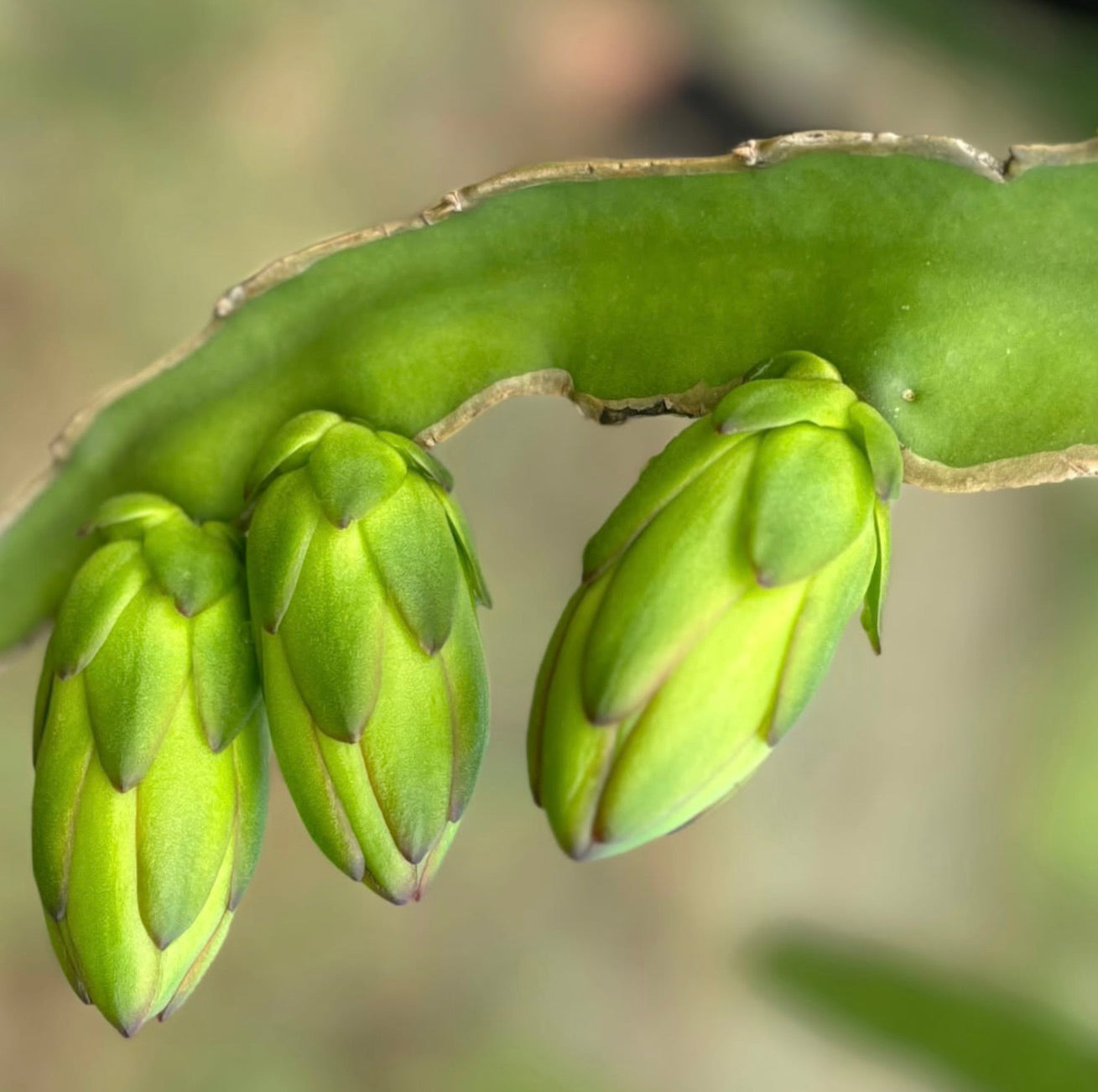 Gemme verdi succulente di Hylocereus undatus che pendono da uno spesso fusto di cactus
