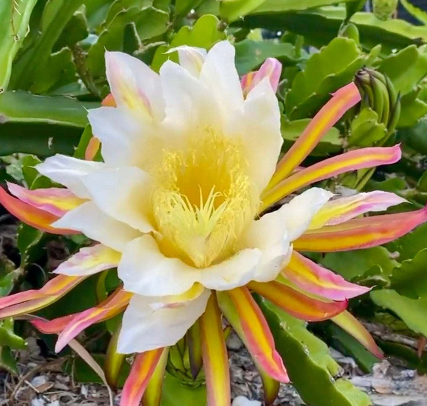 Grande fiore tropicale di cactus Hylocereus undatus bianco e giallo con petali a strisce rosa