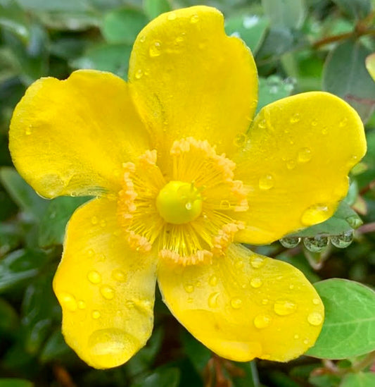 Fiore giallo brillante di Hypericum hidcote con gocce di pioggia e sfondo di fogliame verde
