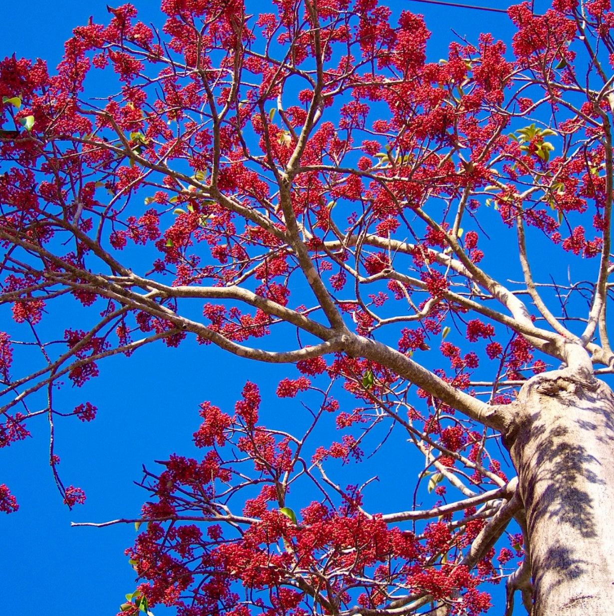 Albero di Idesia polycarpa con grappoli di bacche rosse brillanti e corteccia liscia contro il cielo azzurro