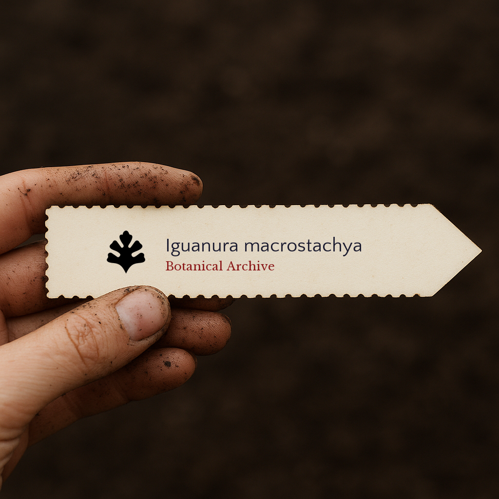 Printed plant label for Iguanura macrostachya held by dirty hand over soil background