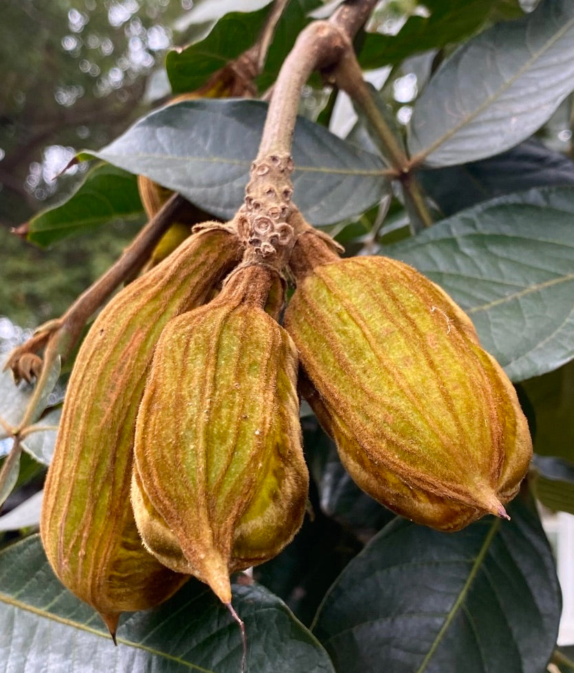 Inga edulis fuzzy textured pods hanging with large green leaves background