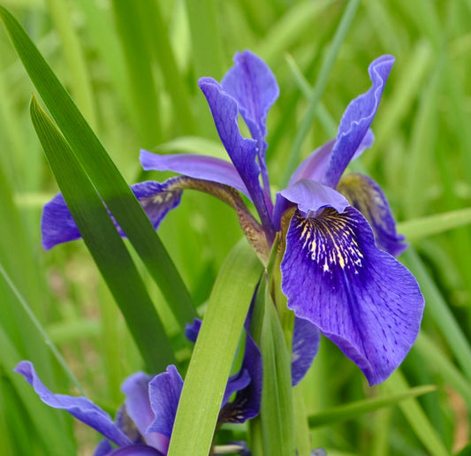 Petali viola vibrante di Iris bulleyana con intricati segni gialli e bianchi e sottili foglie verdi