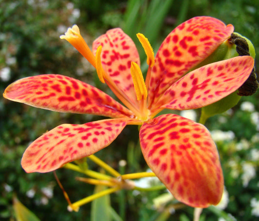 Iris domestica syn. (Belamcanda chinensis) vibrant orange spotted Blackberry lily flower close-up