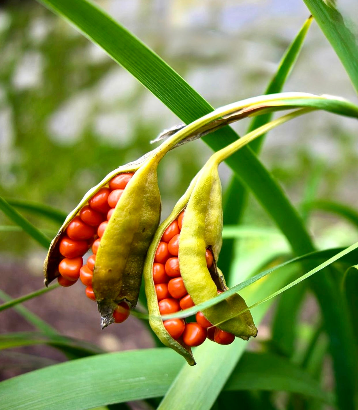 Iris foetidissima ripe seed pods with bright orange seeds and green foliage background