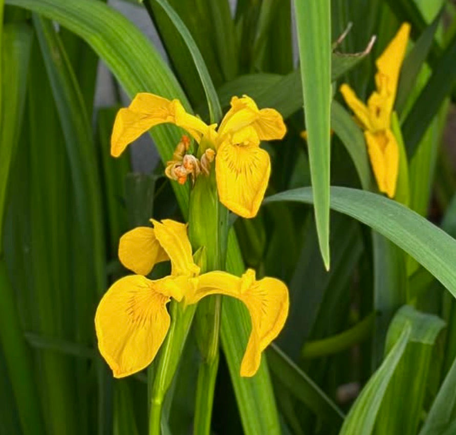Fiori di Iris pseudacorus di un giallo brillante con lunghe foglie verdi a forma di spada in ambiente naturale
