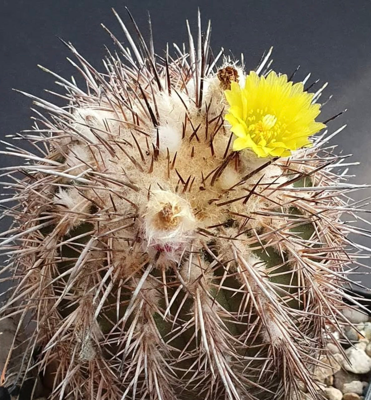 Islaya islayensis var. divaricatiflora rare cactus with dense spines and bright yellow flower