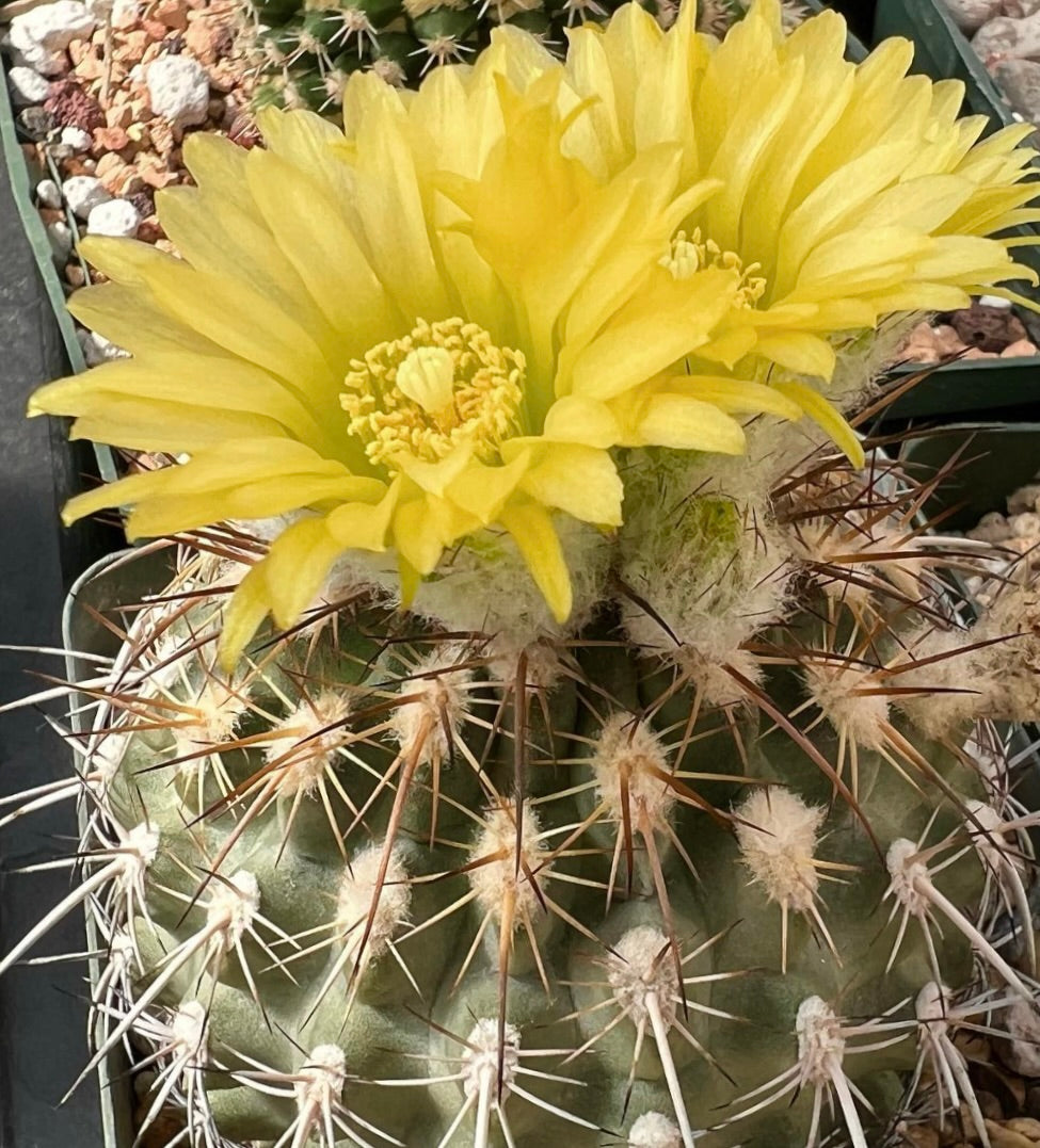 Cactus Islaya islayensis var. maritima con fiori giallo brillante e spine prominenti