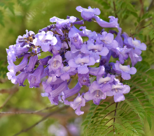 Jacaranda mimosifolia | Blue jacaranda | Fern tree