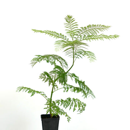 Jacaranda mimosifolia delicate fern-like leaves young potted plant specimen