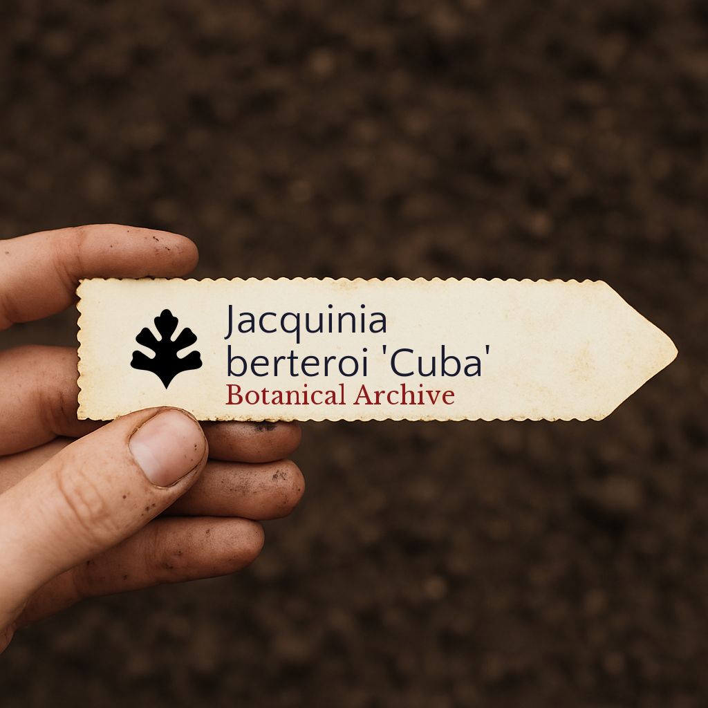 Printed plant label for Jacquinia berteroi 'Cuba' held above soil background