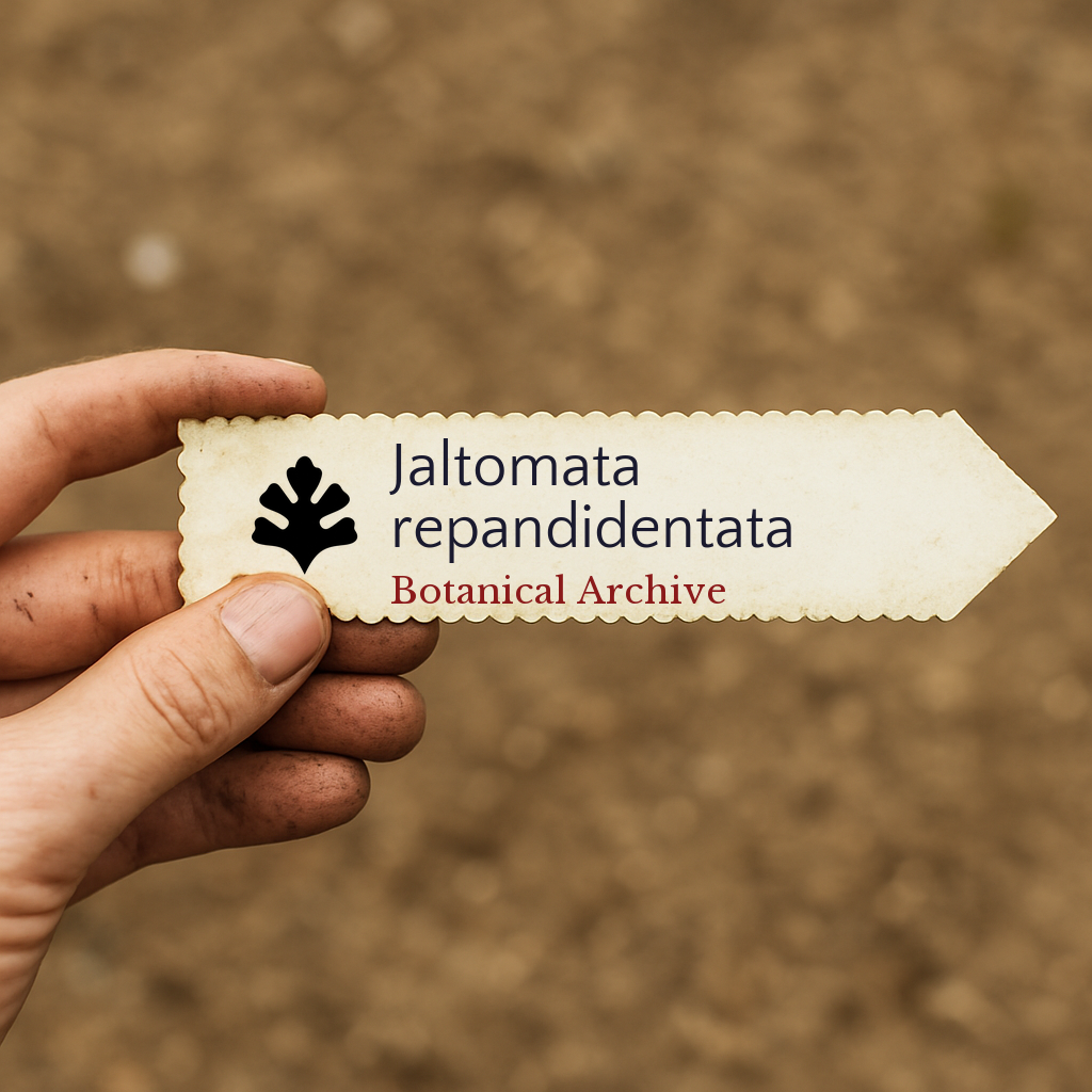 Printed plant label for Jaltomata repandidentata with botanical archive logo held by hand