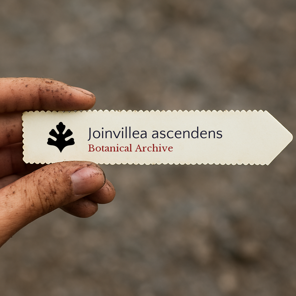 Etichetta per piante stampata per Joinvillea ascendens tenuta da una mano sporca all'aperto